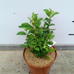 Budleja Dávidova (Buddleja Davidii) ‘LITTLE RUBY BUTTERFLY CANDY’® - výška 20-30 cm, kont. C2L